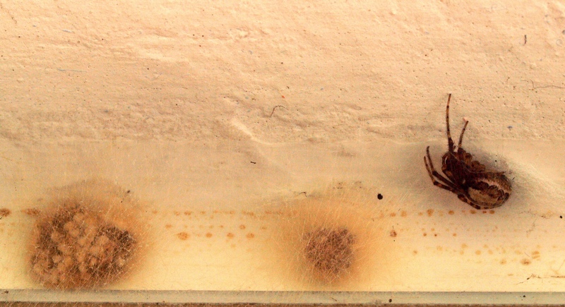 Zygiella sp.